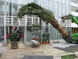 Gartenarchitektur: Bepflanzung der Orangerie des Jardins d'Alysea
