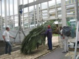 Gartenarchitektur: Bepflanzung der Orangerie des Jardins d'Alysea