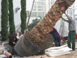 Gartenarchitektur: Bepflanzung der Orangerie des Jardins d'Alysea