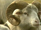 Ornamented Farming