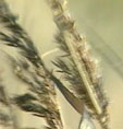 Landwirtschaft, Brandenburg