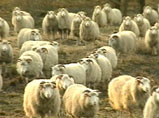 Ornamented Farming