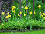 Tulpen