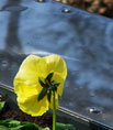 Blume